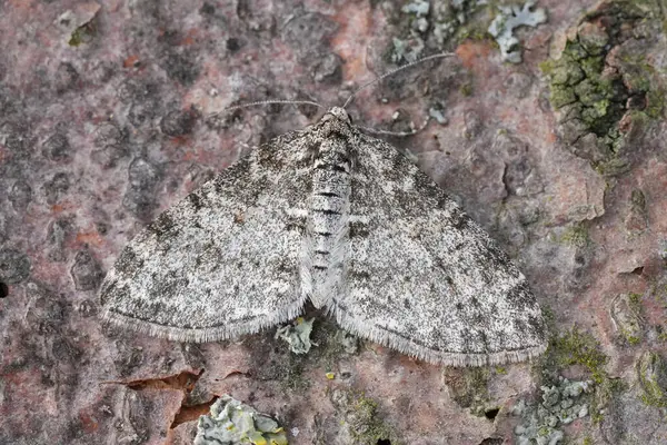Gri renkli Serafim Geometre Güvesi 'nin doğal yakın çekimi. Kanatları açık Lobophora Halterata.