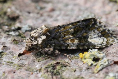 Avrupa taç giyme baykuşu güvesi Craniophora ligustri 'nin doğal yakın çekimi