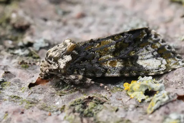 Avrupa taç giyme baykuşu güvesi Craniophora ligustri 'nin doğal yakın çekimi