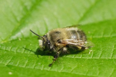 Doğal olarak, yaşlı, tüylü, çiçek kovanlı dişi bir arı, Anthophora tüyleri, bahçede yeşil bir yaprağın üzerinde dinleniyor.