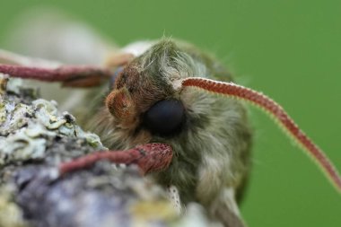 Lime Hawk-güvesi, Mimas tilae 'nin doğal detaylı yüz görüntüsü.