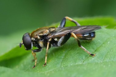 Tembel bir orman sineğinin doğal yakın çekimi, yeşil yapraklı Xylota segnis