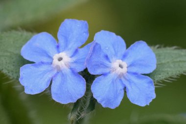 Yeşil alkanetin mavi çiçeklerine doğal olarak yakın çekim ya da her zaman yeşil olan bugloss, Pentaglottis sempervirens