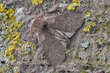 Koyu renkli soluk benizli güve Calliteara Pudibunda 'nın doğal detaylı görüntüsü.