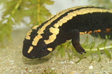 Tehlikedeki Laos siğil semenderi Paramesotriton laoensis 'in renkli bir yetişkinin detaylı görüntüsü.