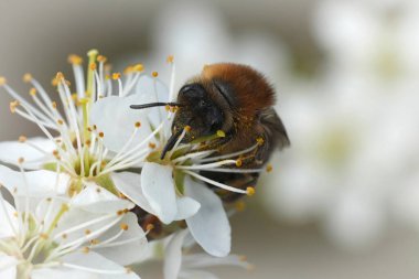 Beyaz bir Blackthorn çiçeğinin üzerinde Colletes cunicularius adlı erken dönem uçan bir selofan arı hakkında detaylı bilgi.