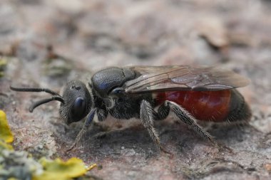 Kırmızı renkli kleptoparazit dişi bir kan arısının detaylı görüntüsü, Sphecodes monilicornis