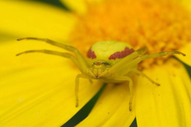 Bir çiçeğin parlak sarı taç yapraklarına uymak için kamufle olan yengeç örümceği avını bekler. Kırmızı işaretler karnını süslüyor ve benzersiz görünümünü arttırıyor..