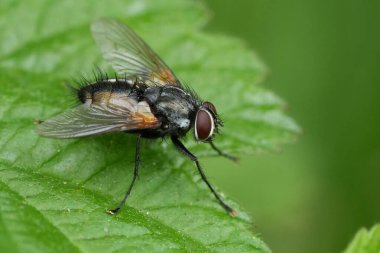 Kıllı bir Avrupa Tachinid sineğinin doğal yakın çekimi, Thelaira nigripes