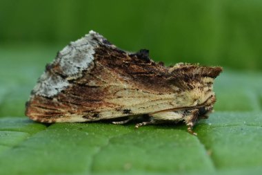 Avrupa 'nın ünlü akçaağaç güvesi Ptilodon cucullina' nın doğal detaylı görüntüsü.