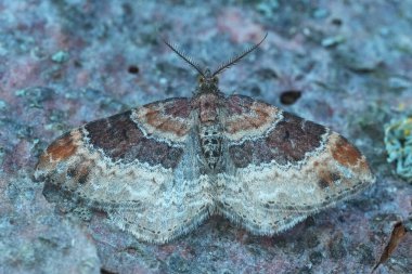 Avrupa Bahçe Halı Geometreli Güve Xanthorhoe dalgalanmasının ayrıntılı görüntüsü.