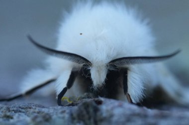 Beyaz tüylü beyaz ermin baykuş güvesinin detaylı yüz görüntüsü, dökülmüş kayganlaştırıcı.