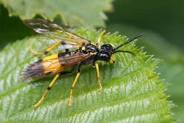 Rengarenk siyah ve sarı renkli Büyük Korse Sineği, Tenthredo maculata