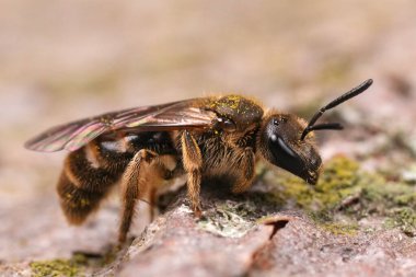 Lasioglossum kalseatum grubunda dişi bir furrwo arı üzerinde doğal detaylı çekim.