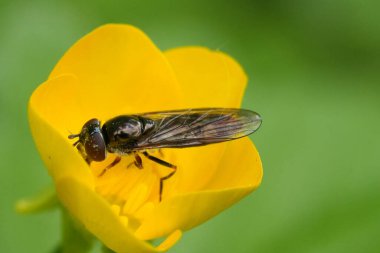 Koyu renkli Sedgesitte Hoverfly, Platycheirus Albimanus 'un sarı çiçekli doğal yakın çekimi.