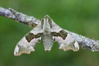 Lime Hawk-güvesi üzerinde doğal yakın plan, Mimas tiliae açık kanatları ile tahta üzerinde oturuyor.