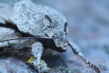 Kara Hançer baykuş güvesinin doğal yakın çekimi, Acronicta tridens