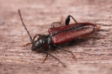 Uzun boynuzlu bir Japon sedir böceği olan Callidiellum rufipenne 'nin doğal detaylı görüntüsü.