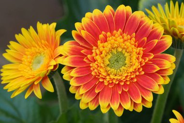 Yakın plan çekimde canlı Gerbera papatyaları, taç yaprakları sarı ve turuncu parlak bir karışım. Kompozisyon, onların simetrisini, dokusunu ve doğal güzelliklerini vurgular..