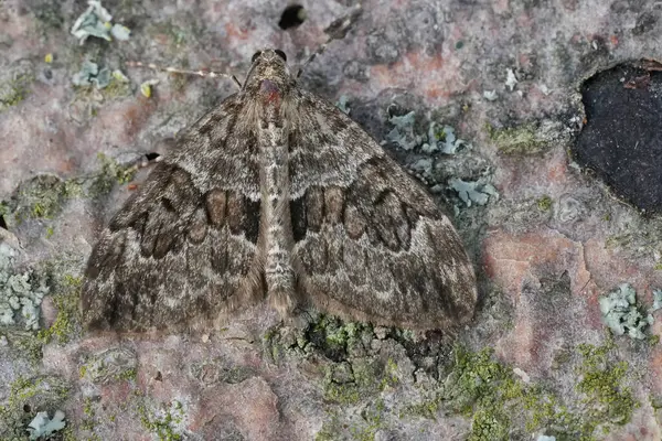 Spruce Halı Güvesi 'nin doğal yakın çekimi, Thera Britannica açık kanatlı.