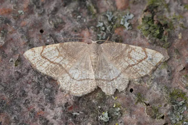 Dorset Krem Dalga geometre güvesi, Stegania trimaculata