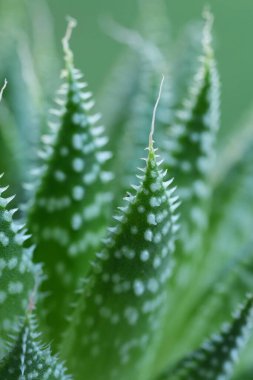 Küçük bir Aloe sulu türünün beyaz benekli yaprakları üzerinde yeşil bir arka plana karşı doğal yakın çekim