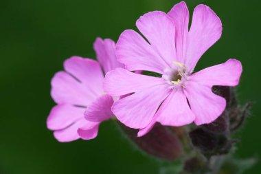 Pembe çiçekli kırmızı bir kamp yeri ya da kedi sineği, Silene Diocia