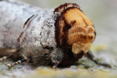 Renkli bir Avrupa Buff-Tip baykuş güvesi olan Phalera Bucephala 'ya doğal yakın plan.