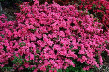 Bereketli bir çalı koyu pembe Rhododendron çiçekleriyle kaplanır ve güzel, yoğun bir çiçek açar. Sahne, doğanın canlı rengini ve ilkbaharın tazeliğini yakalar..