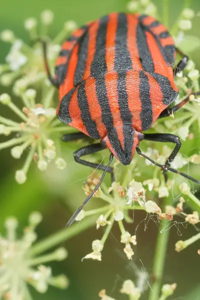Renkli kırmızı çizgili kalkan böceği Graphosoma italicum 'un doğal dikey görüntüsü.