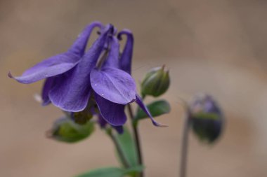 Bulanık arkaplanı olan mor bir sütun çiçeğinin yakın çekimi.
