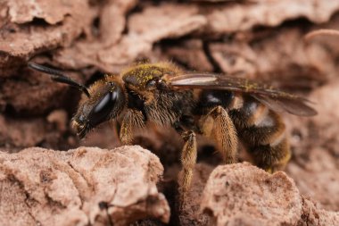 Lassioglossum kalseatum kalseatum 'un yakın plan görüntüsü, desenli ağaç kabuğu üzerindeki tek sıra arı, ayrıntılı kanatlar ve vücut kılları sergileniyor.