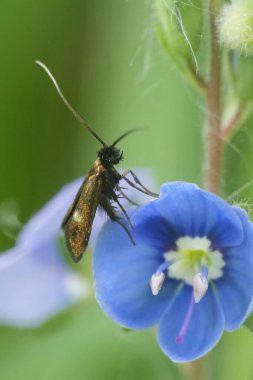 Mavi Speedwell çiçeğinin üzerinde nadir bulunan, küçük, uzun boynuzlu bir güve kafkas fibulellasına doğal yakın çekim.