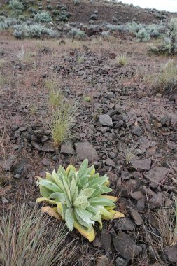 Dağılmış kayaların ve çorak bir yamaçta kuru otların arasında tek başına yetişen yeşil bir bitki..
