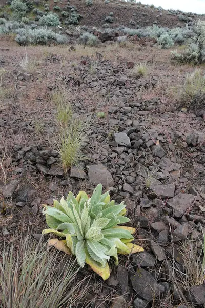 Dağılmış kayaların ve çorak bir yamaçta kuru otların arasında tek başına yetişen yeşil bir bitki..