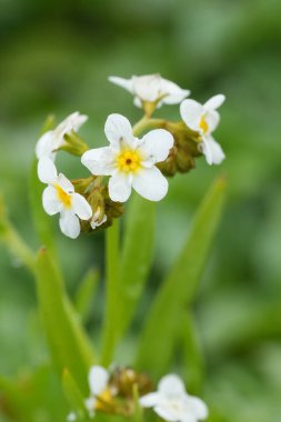 Kuzey Oregon 'daki kokulu, beyaz ve sarı çiçekli patlamış mısırın doğal yakın çekimi.
