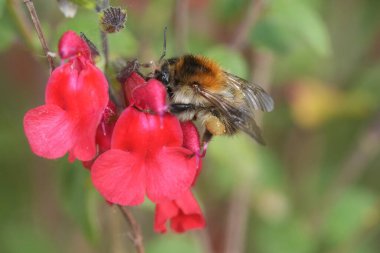 Tüylü, tüylü bir kartonpiyer üzerinde doğal renklerle çekilmiş bir fotoğraf. Kırmızı bir Salvia çiçeğinin üzerinde işe yarayan bir eşek arısı, Bombus Pascuorum.
