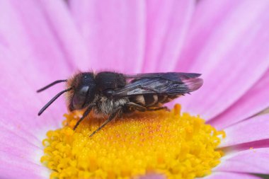 Keskin kuyruklu bir erkek guguk kuşu, bahçedeki pembe çiçekte Coelioxys...