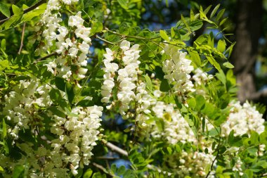 Siyah lokasyon ya da sahte akasya, Robinia psödoacia 'nın hoş kokulu beyaz çiçeklerine yakın plan çekilmiş.