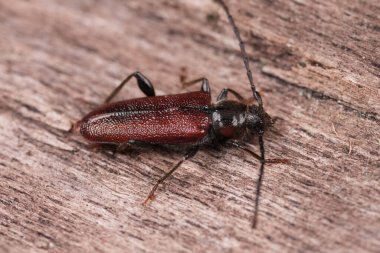 Uzun boynuzlu bir Japon sedir böceği olan Callidiellum rufipenne 'nin doğal detaylı görüntüsü.