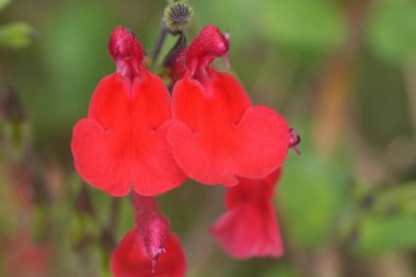 İki parlak kırmızı adaçayı çiçeğinin doğal yakın çekimi, Salvia microphylla