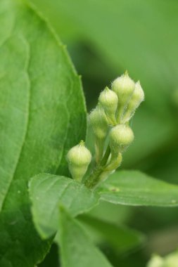 Yeşil taze yapraklara doğal yakın çekim ve sahte turuncu çalıların açılmamış çiçek tomurcukları