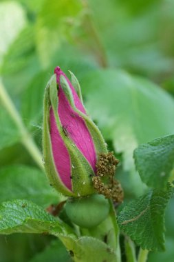 Japon ya da Ramanas gülünün açılmamış pembe çiçekli tomurcuğuna doğal yaklaşım, Rosa Rugosa