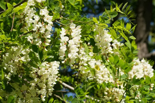 Siyah lokasyon ya da sahte akasya, Robinia psödoacia 'nın hoş kokulu beyaz çiçeklerine yakın plan çekilmiş.