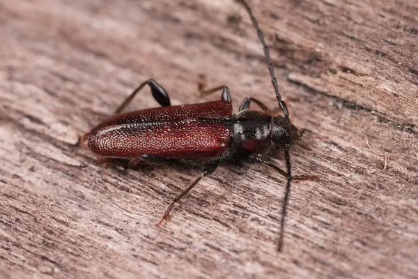 Uzun boynuzlu bir Japon sedir böceği olan Callidiellum rufipenne 'nin doğal detaylı görüntüsü.