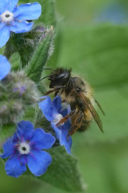 Doğal olarak kırmızı mason arısı Osmia bicornis mavi çiçekli yeşil alkanet Pentaglottis sempervirens bahçede.