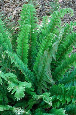 Sert kalkan eğreltiotu Polystichum aculeatum 'un doğal dikey yakın çekimi