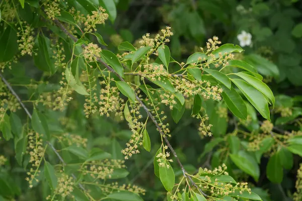 İstilacı yaban kirazı, erik serotina çalılığına doğal olarak yakın plan.