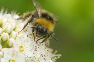 Yumuşak yeşil bir zemine kurulmuş narin beyaz çiçeklere tünemiş tüylü bir Bombus pratorum yaban arısının detaylı görüntüsü. Arının kahverengi, sarı çizgileri ve uzun anteni vardır..