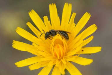 Küçük bir arının doğal yakın çekimi, sarı bir Catsear çiçeğinin Lasioglossum 'u